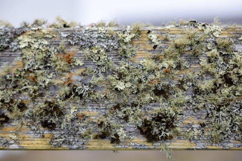 Free stock image of Wood Plant Texture created by Matt Bango
