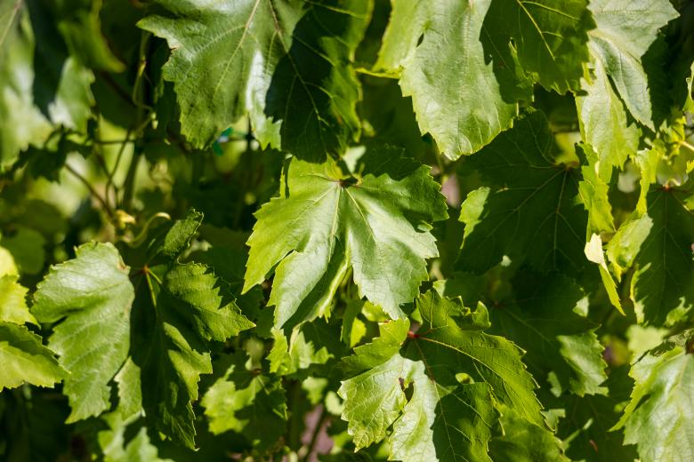 Free stock image of Grape leaves created by Matt Bango