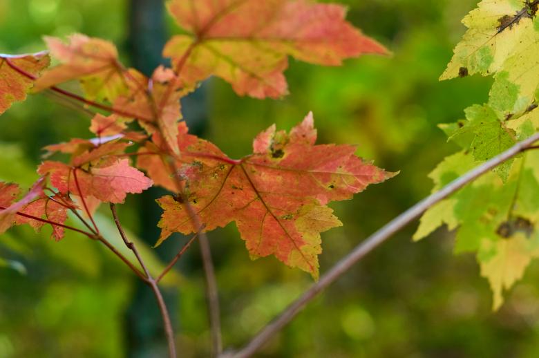 Free stock image of Fall leaf created by Secret Agency