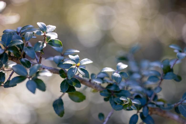 Free stock image of Nature branch bokeh created by Matt Bango