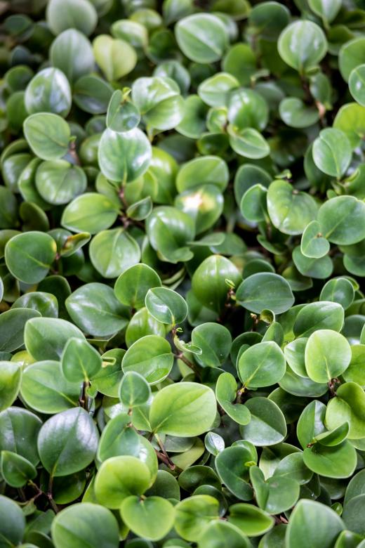 Free stock image of Small green leaves created by Matt Bango