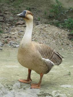 Free Stock Photo of Chinese goose
