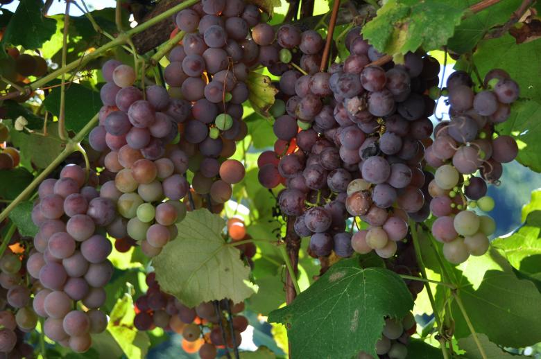 Free stock image of Grapes created by IDIL