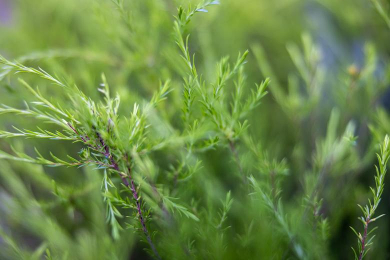 Free stock image of Evergreen background created by Matt Bango