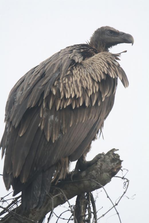 Free stock image of Himalayan griffon vulture created by sylvester alphonso