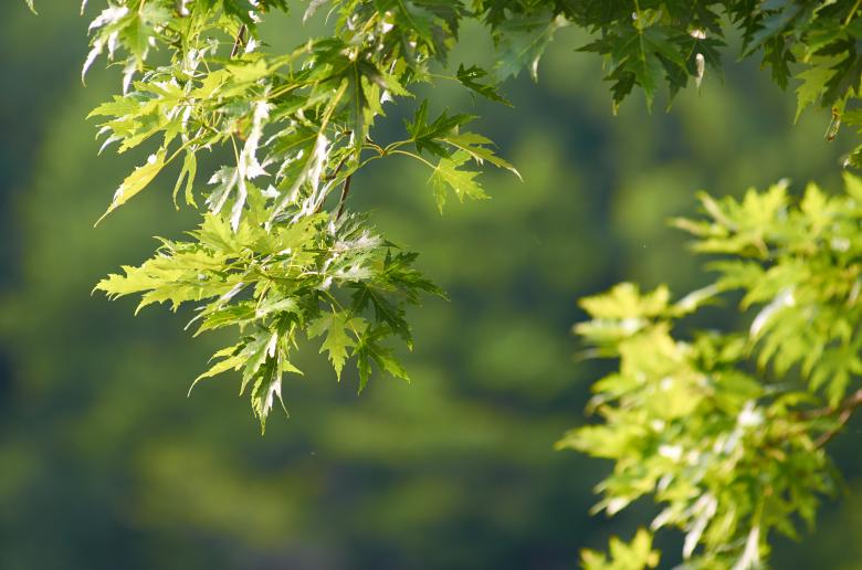 Free stock image of Maple tree  created by Secret Agency