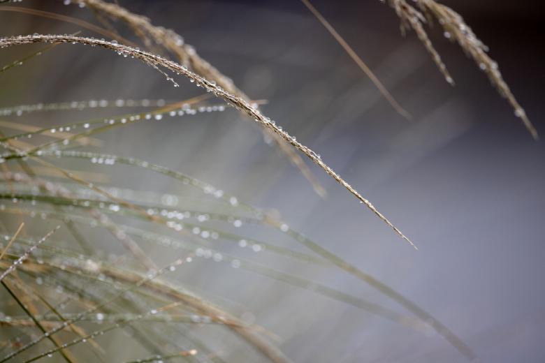 Free stock image of Morning dew grass created by Matt Bango