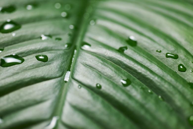 Free stock image of Marco green leaf created by Secret Agency