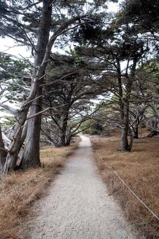 Free stock image of Forest path created by Matt Bango