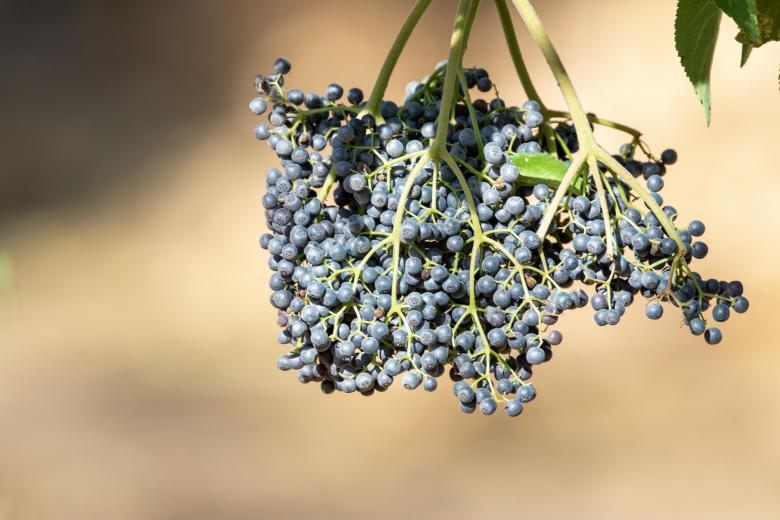 Free stock image of Berries branch nature created by Matt Bango