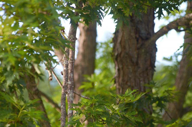 Free stock image of Maple tree created by Secret Agency