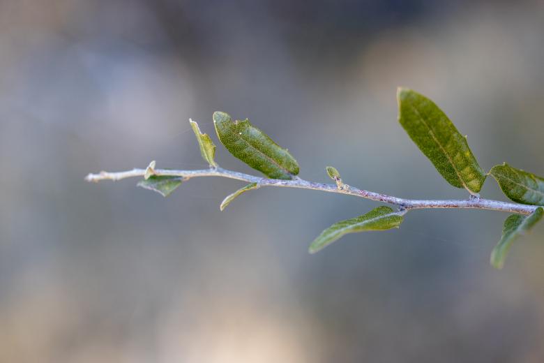 Free stock image of Plant branch created by Matt Bango