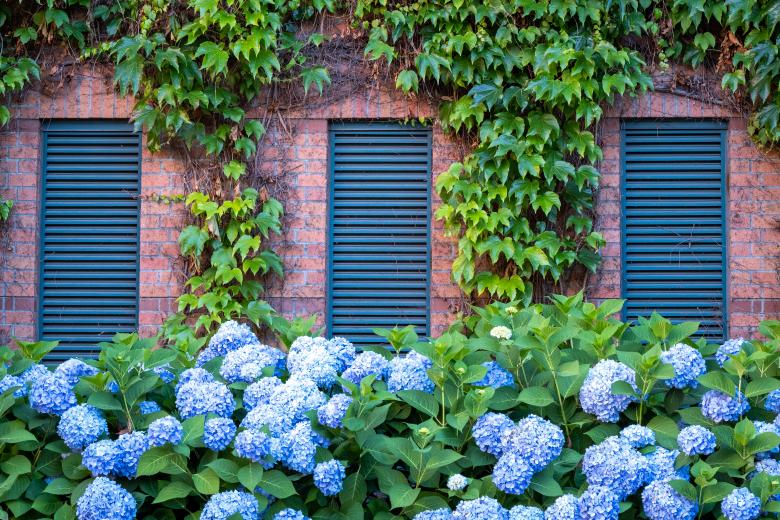 Free stock image of Facade with greenery created by Matt Bango