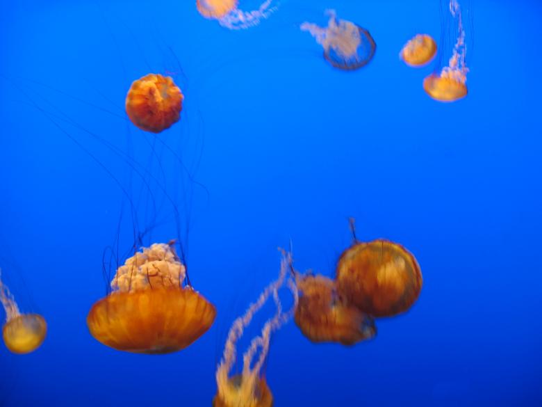 Free stock image of Jellyfish background created by Secret Agency