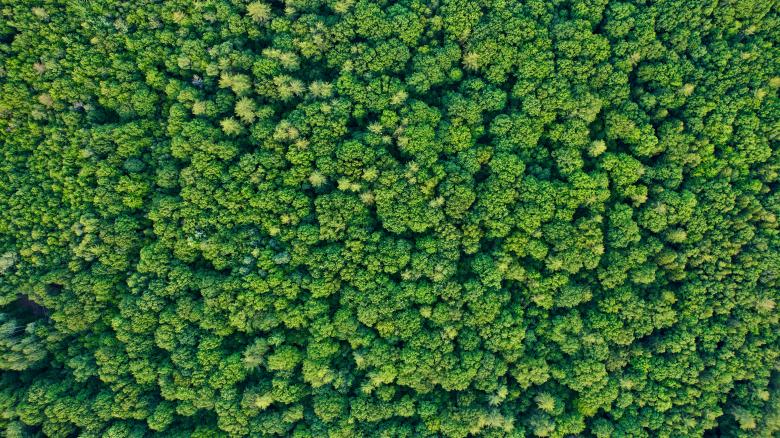 Free stock image of Forest from above created by JJ Sky
