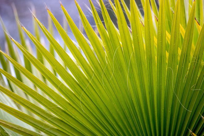 Free stock image of Palm leaf created by Matt Bango