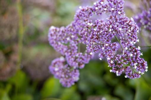 Free Stock Photo of Purple wildflower