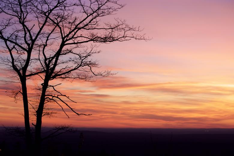 Free stock image of Sunset tree created by JJ Sky