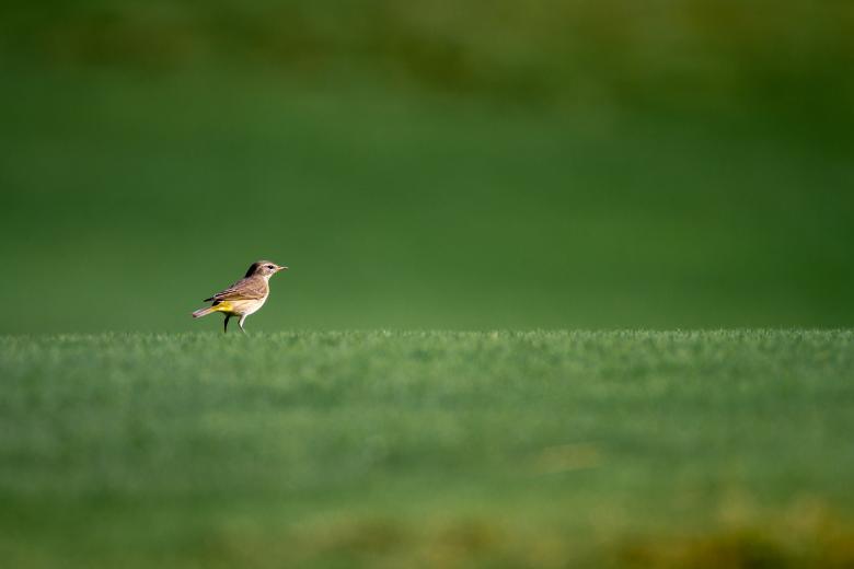 Free stock image of Bird in nature created by Matt Bango