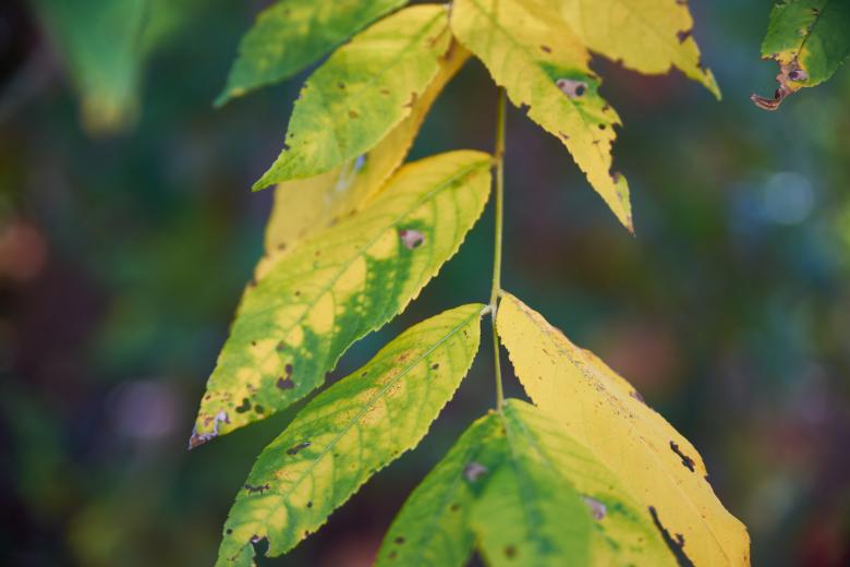 Free stock image of Leaves turning color created by Secret Agency