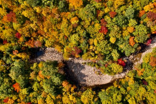 Free Stock Photo of Fall forest aerial