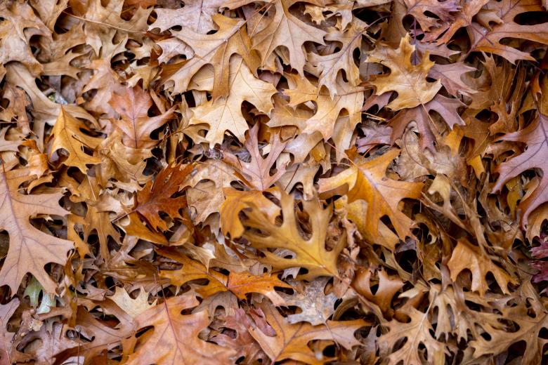 Free stock image of Leaves background created by Matt Bango