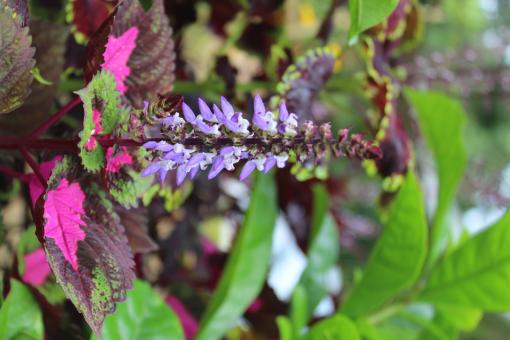 Coleus Scutellarioides Violet flower