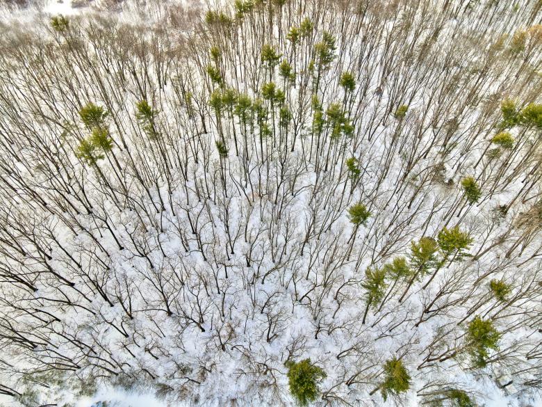 Free stock image of Winter Forest Aerial created by JJ Sky