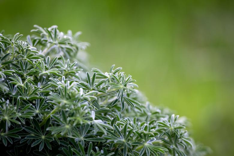 Free stock image of Green wild plant created by Matt Bango