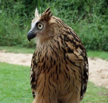 Free Stock Photo of Tawny fish owl