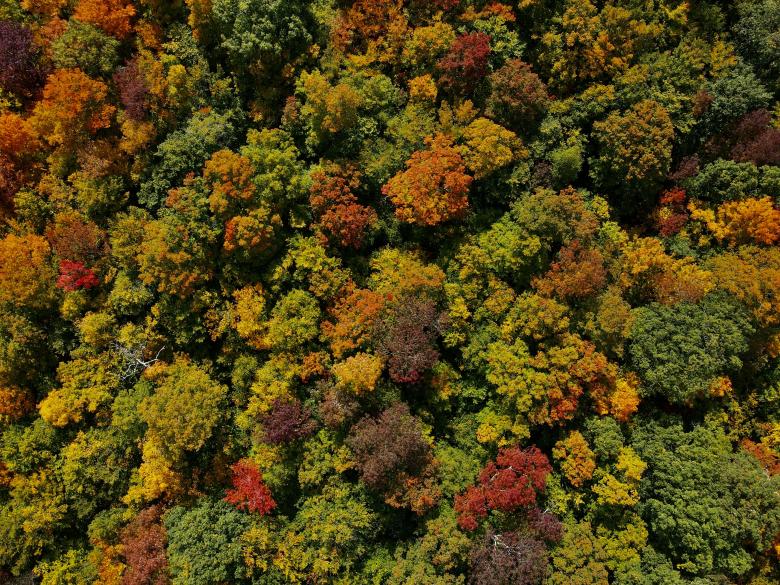 Free stock image of Autumn forest aerial created by JJ Sky