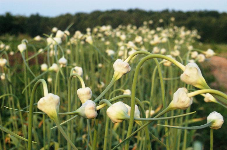 Free stock image of Field of garlic created by Secret Agency