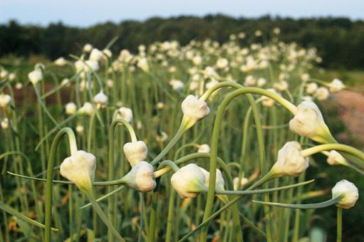 Field of garlic