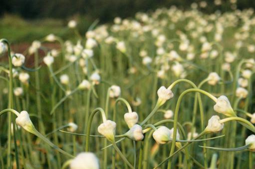 Field of garlic buds