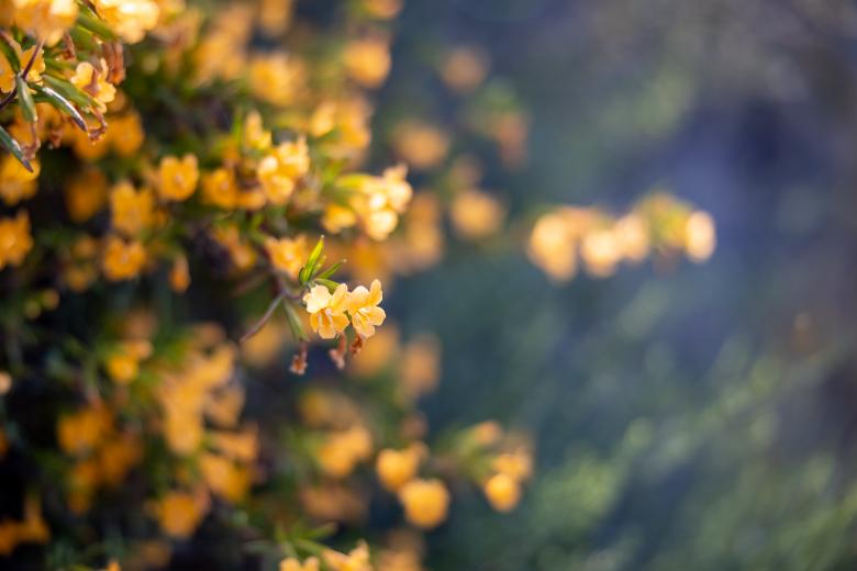 Free stock image of Orange wildflowers created by Matt Bango