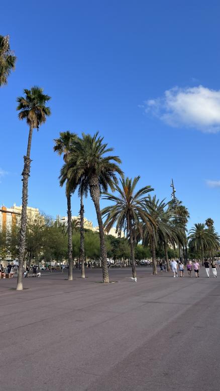 Free stock image of Coastal Palm Trees created by Egemen Mustafa Şener
