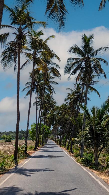 Free stock image of Palm trees coast created by Giridharan Sekeran