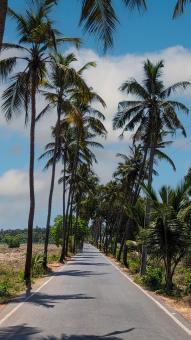 Palm trees coast - Free Stock Photo