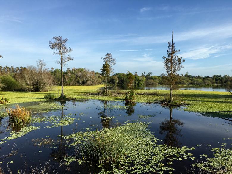 Free stock image of Rural swamp created by Matt Bango