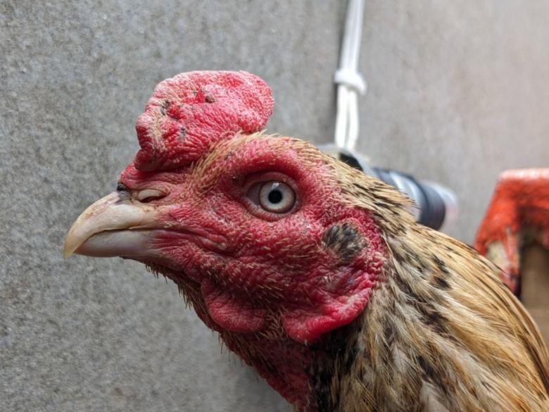 Free stock image of Chicken Hen Close up created by Elisa Jhon - PhotoGrapher