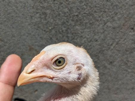 Baby Chicken - Free Stock Photo