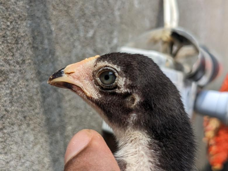 Free stock image of Aseel chick Bird Breed Black Eye Evil 2.0 created by Elisa Jhon - PhotoGrapher