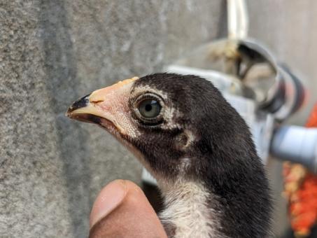 Aseel chick Bird Breed Black Eye Evil 2.0