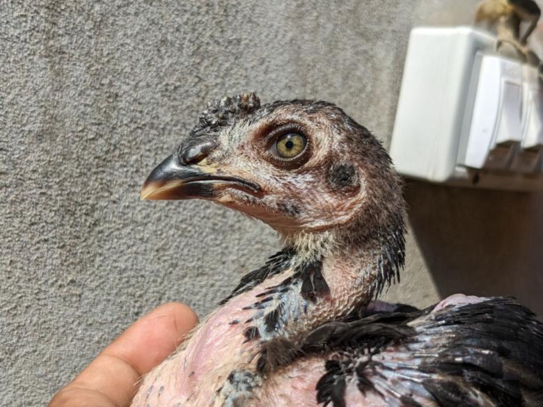 Free stock image of Young Chicken created by Elisa Jhon - PhotoGrapher