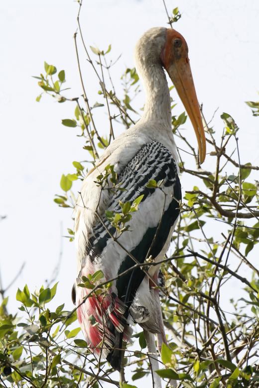 Free stock image of Painted stork created by sylvester alphonso