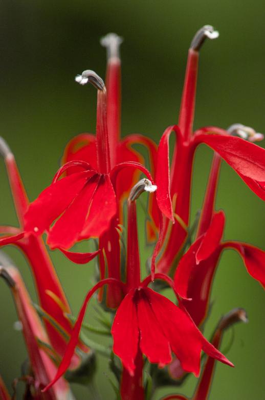 Free stock image of Red macro flower created by Matt Bango