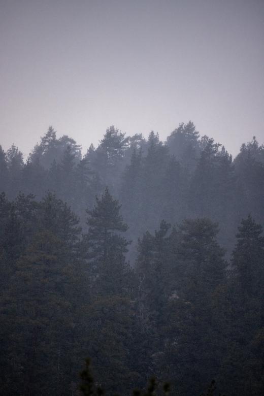 Free stock image of Snowy forest created by Matt Bango