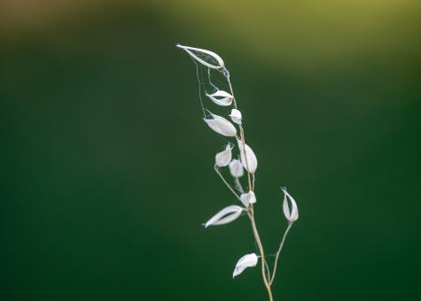 Free Stock Photo of Wild plant nature