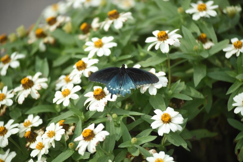 Free stock image of Butterfly and flowers created by Aqeela_Image