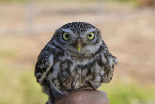 Small owl - Free Stock Photo